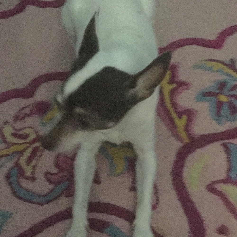 Meet your Posher, Dana